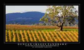 img_2631 grapevines over woodside