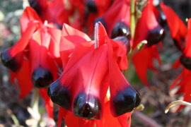 img_3594 sturt desert pea 45 x 30 in