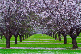 renmark blossomimg_0557 30 x 20